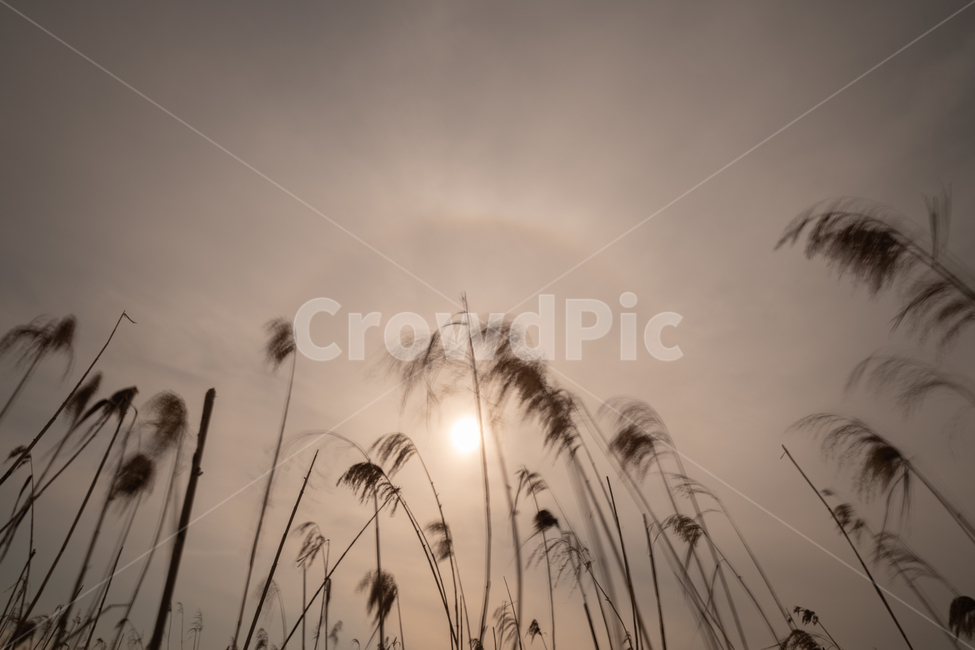 갈대,자연,겨울,reed,식물