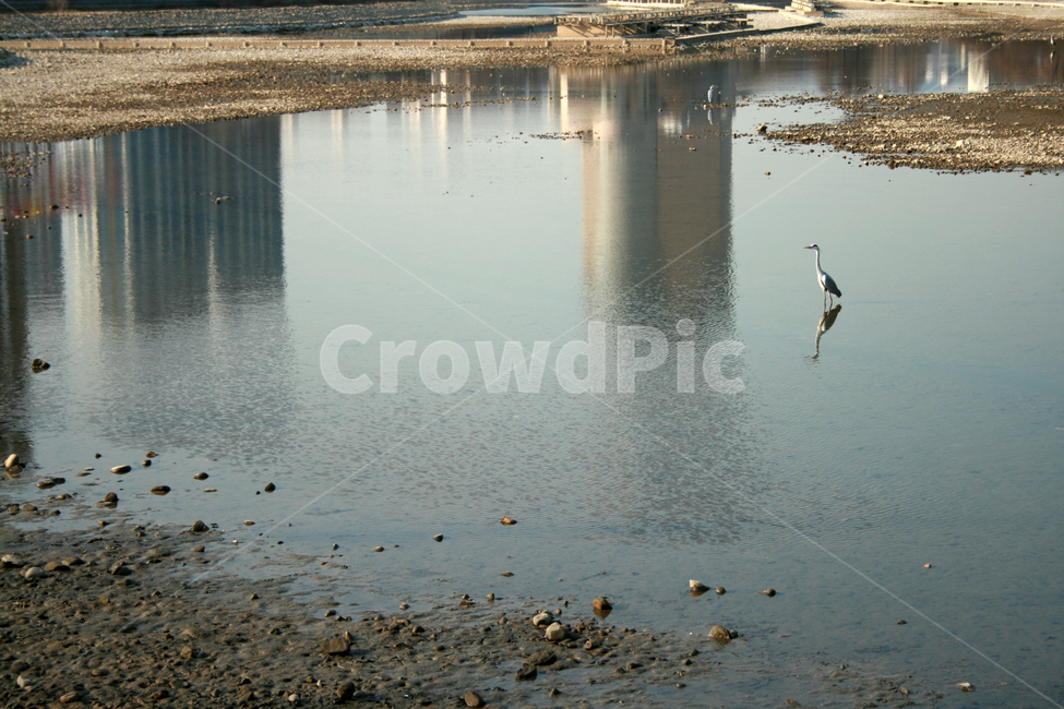 새,호수,반영,조류,물가,동물,animal,조류,새,birds
