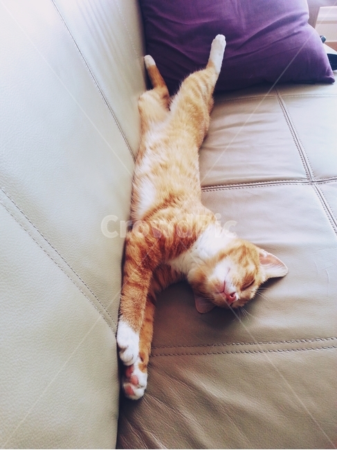 고양이,낮잠,소파,쿠션,cat,동물,animal,포유류,mammal,고양이,cat,kitten,kitty
