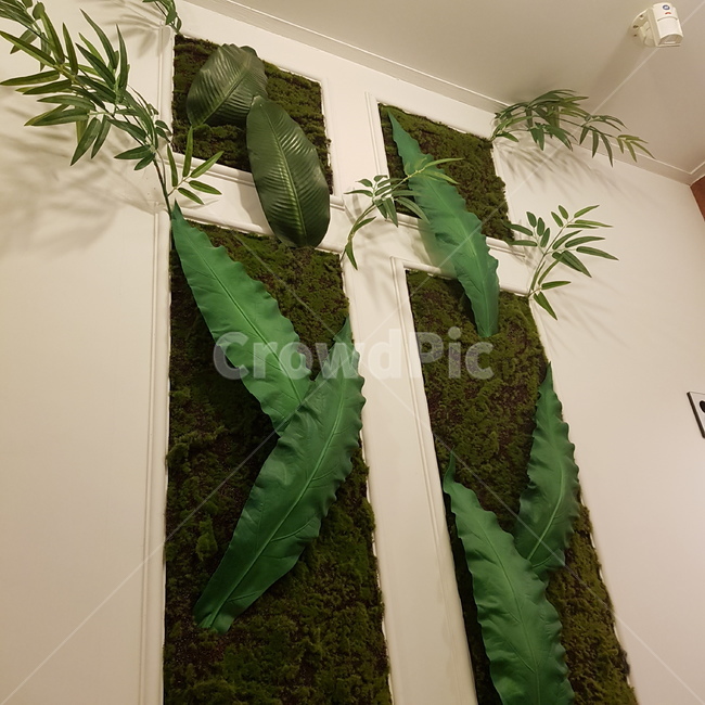 plant,식물,초록빛,초록초록,초록,카페,분위기