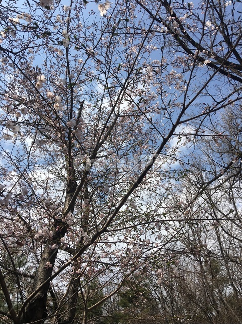 봄,벚꽃,꽃,나무,풍경,뒷산,식물,자연,plants,nature,나무,trees,wood