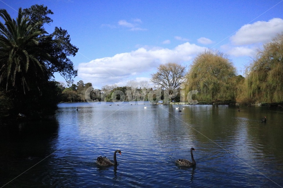 흑조,자연,lake,peaceful,평화로운,scenery,호수,quiet,blue,sky,park,파란,하늘,고요한,조용한,자연,풍경,nature,landscape,animal,동물,waterfowl,물새,bird,새,water,물