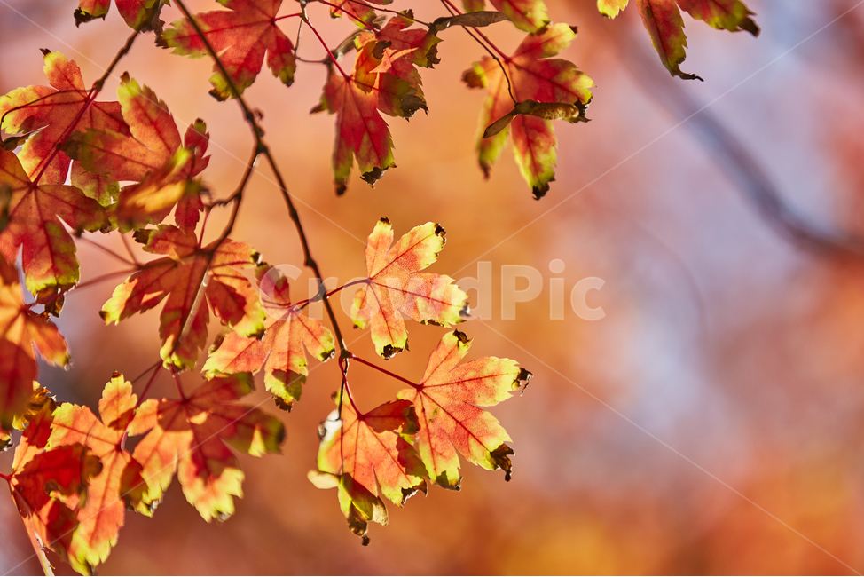 단풍,maple,tree,나무,잎,leaf,식물,붉은색,풍경,가을,가을,계절,fall,autumn,season,나무,trees,wood