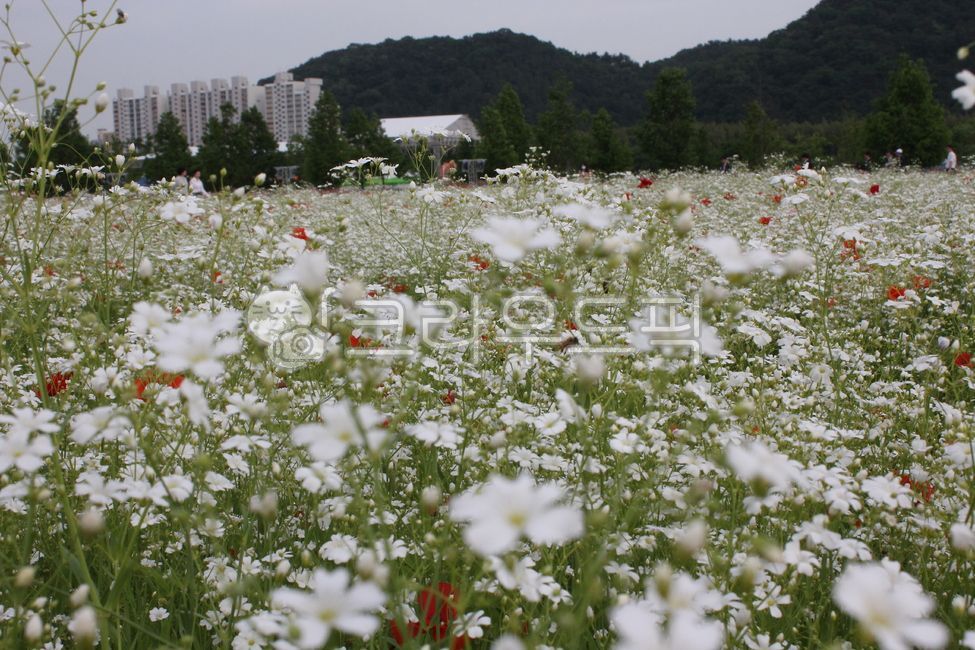 꽃,물망초,물망초꽃,안개꽃,안개꽃밭,자연,식물