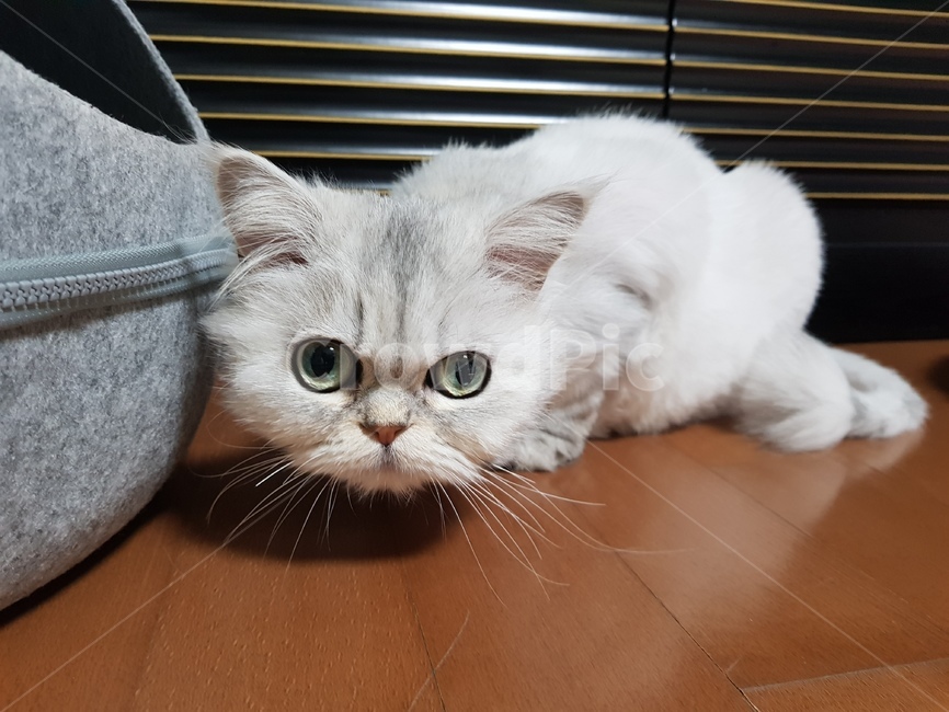 고양이,pet,cat,페르시안,냥이