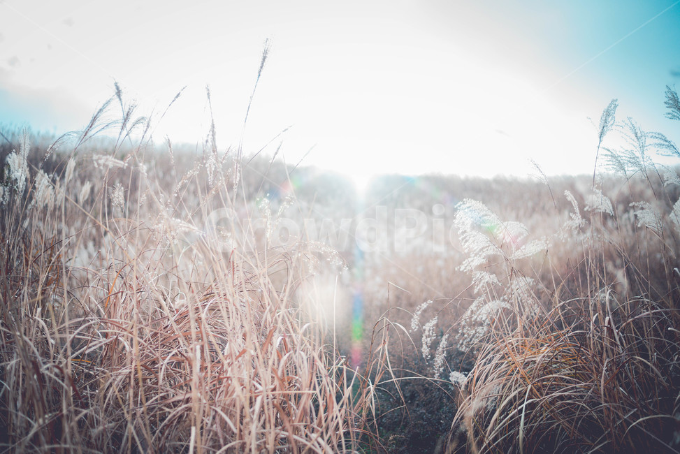 plant,식물,grass,lawn,잔디,갈대,자연,풍경,nature,landscape