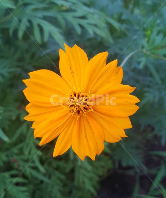 여름,꽃,근접,식물,flower