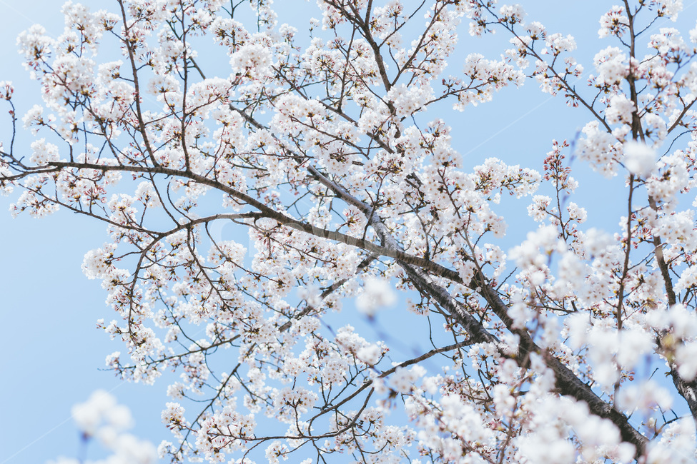 봄,spring,벚꽃,꽃,blossom,cheeryblossom,자연,식물,nature,하얀꽃,맑은,하늘,봄꽃,flower,봄,계절,spring,season