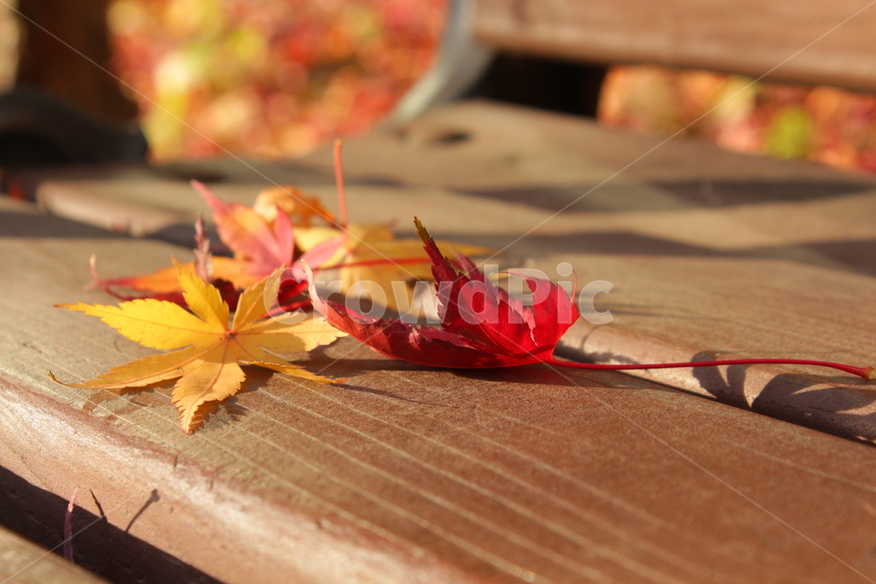 단풍,낙엽,벤치,나무벤치,단풍잎,가을,감성사진,감성,fall,공원,공원의자,가을낙엽,가을,계절,fall,autumn,season,leaf,잎,plant,식물,maple leaf