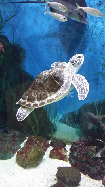 거북이,turtle,수영,아쿠아리움,등껍질,동물,animal,파충류,양서류,reptile,amphibian