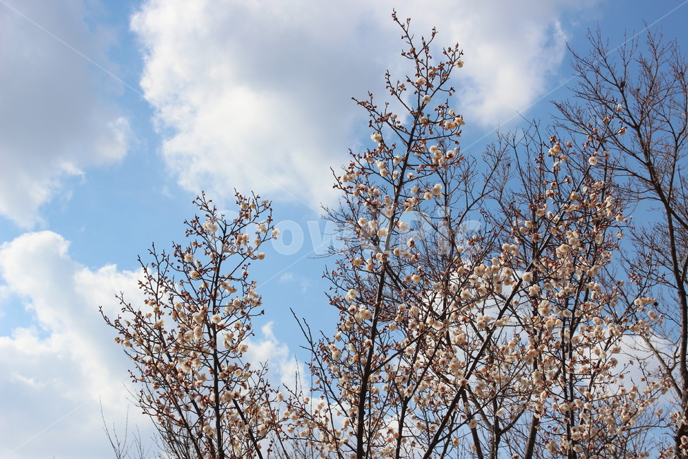 벚꽃나무,하늘,구름,나무,벚꽃,봄,계절,spring,season,tree,plant,식물