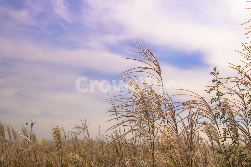 갈대,reed,하늘,식물,가을,가을하늘,하늘공원,갈대밭,plant,자연,식물,자연,plants,nature
