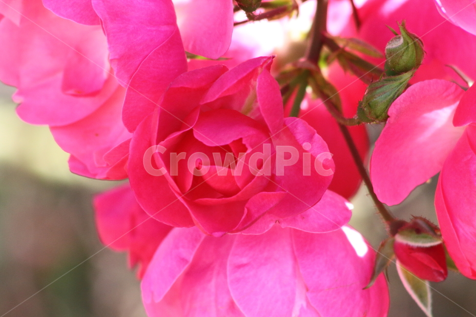 장미,꽃,식물,정원수,rose,식물,자연,plants,nature,꽃,flower