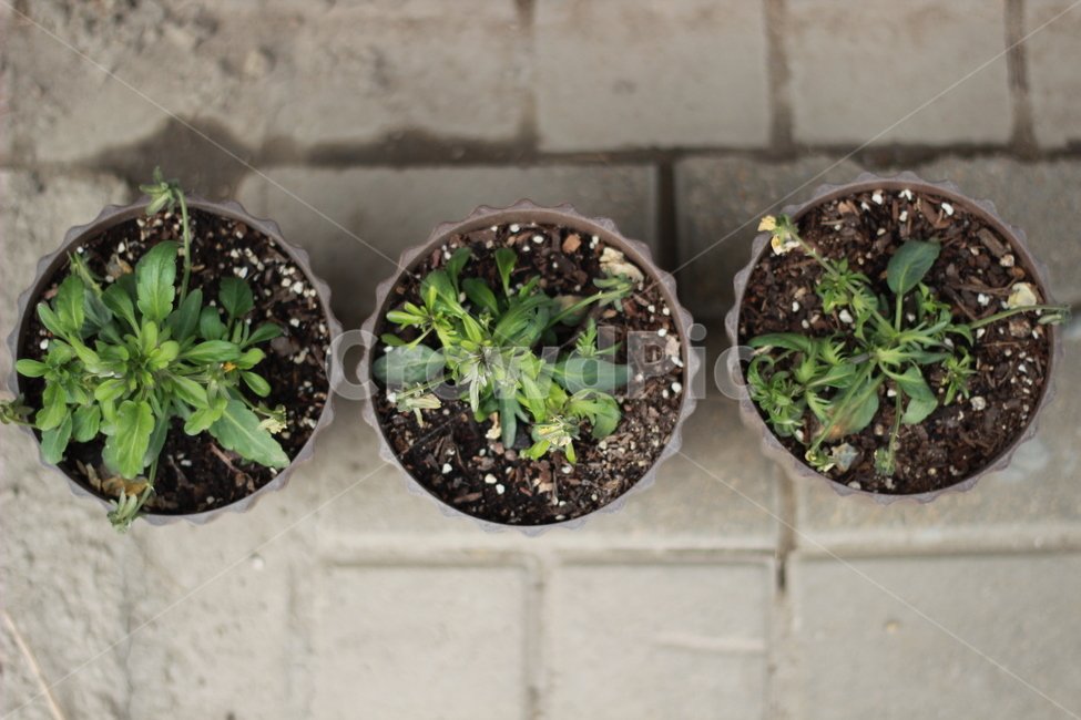 화분,생명,희망,길거리,골목,실내용화초,화분,화초,house plant