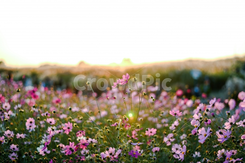 가을,추억,하늘공원,코스모스,꽃,가을,계절,fall,autumn,season,자연,풍경,nature,landscape,식물,plants,꽃,flower,grassland,목초지,outdoors,옥외,field,들,farm,농장,rural,농촌