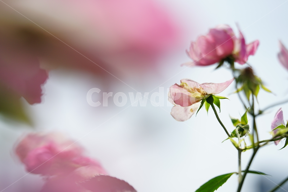 꽃,플라워,분홍,계절,자연,풍경,식물,접사,감성,flower,pink,핑크,색감,컬러,느낌,감성사진,식물,자연,plants,nature,꽃,flower,감성,sensible,feeling