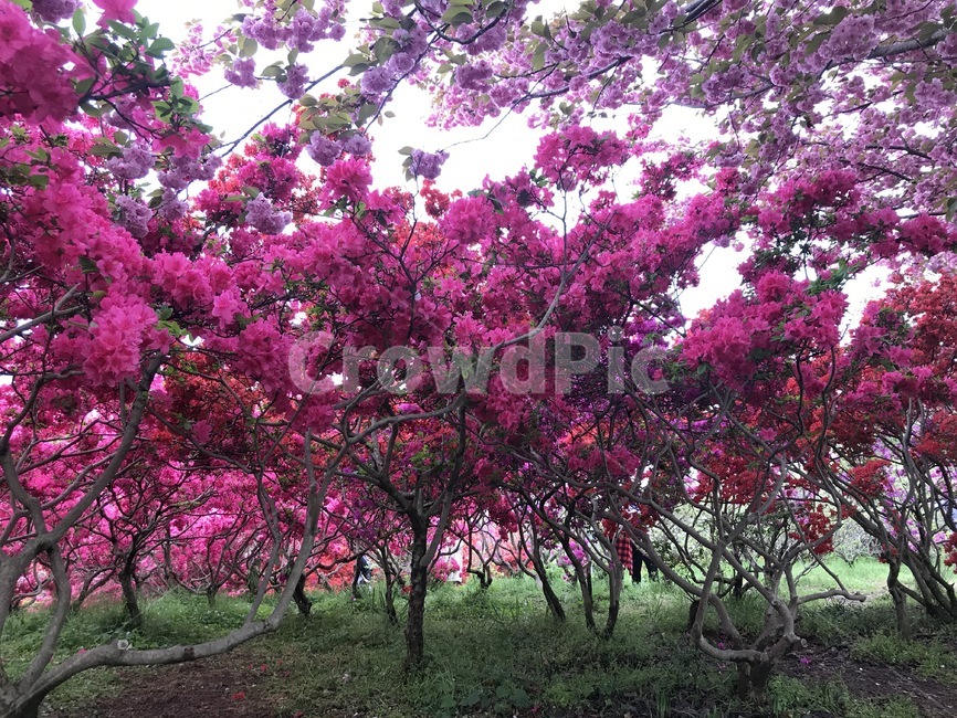 plant,식물,flower,꽃,blossom,철쭉,봄,식물,자연,plants,nature,꽃,flower,나무,trees,wood