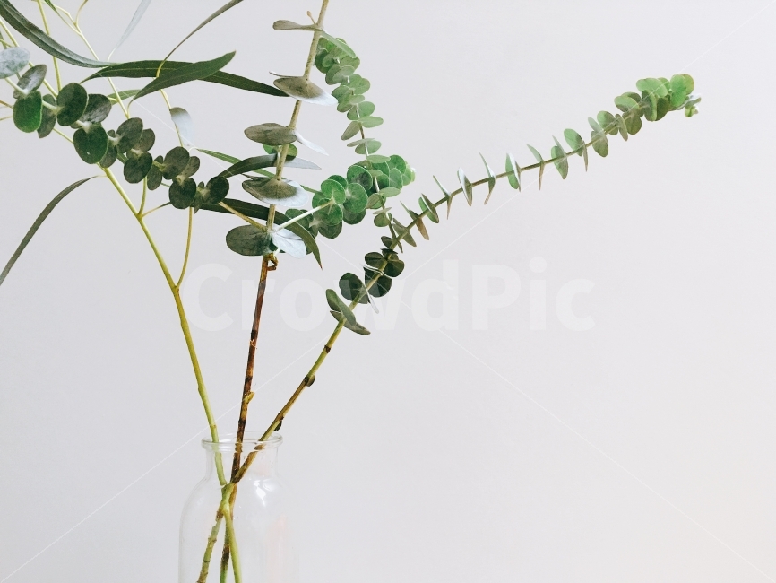꽃,플라워,flower,도마,나무,질감,유칼립튜스,스튜디오,초록색,봄,풀,여름,생기,향,식물,자연,plants,nature