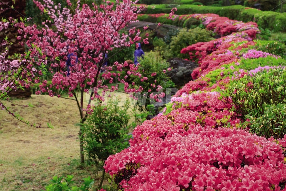 꽃,봄,핑크,풍경,꽃밭,경치,감성,식물,자연,색감,색체,분홍,야외배경,pink,flower,spring,color