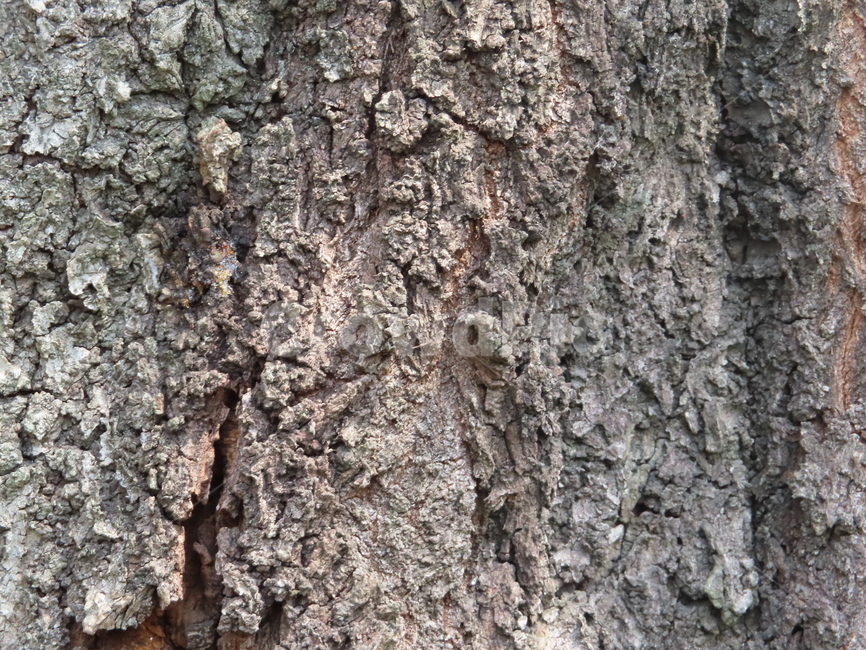 나무,통나무,피부,껍질,식물,내추럴,갈라짐,tree,log,skin,bark,plant,natural,crack,나무,trees,wood,텍스처,질감,패턴,texture,pattern