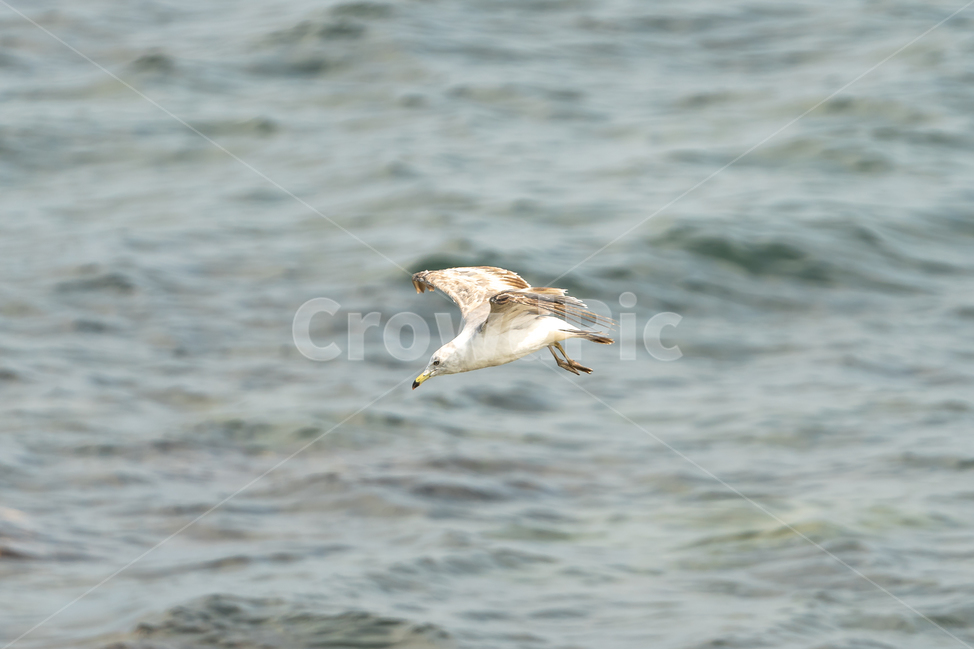갈매기,조류,새,자연,bird,nature