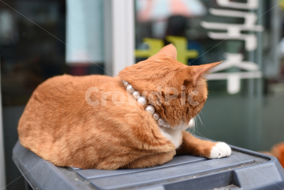 고양이,길냥이,동물,살찐고양이,길거리,동물,animal,포유류,mammal,고양이,cat,kitten,kitty