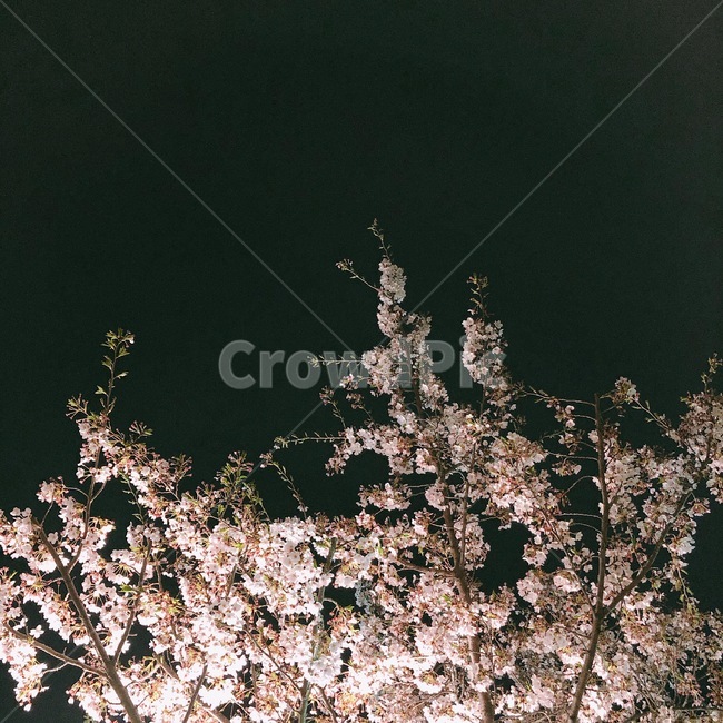 spring,Cherry Blossom,Black color,background,flower