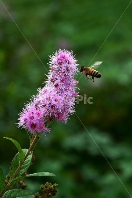 꼬리조팝나무,붉은조룩싸리,장미과,활엽관목,관상수,진주화,식물,자연,plants,nature,꽃,flower,동물,animal,곤충,벌레,insect,bug