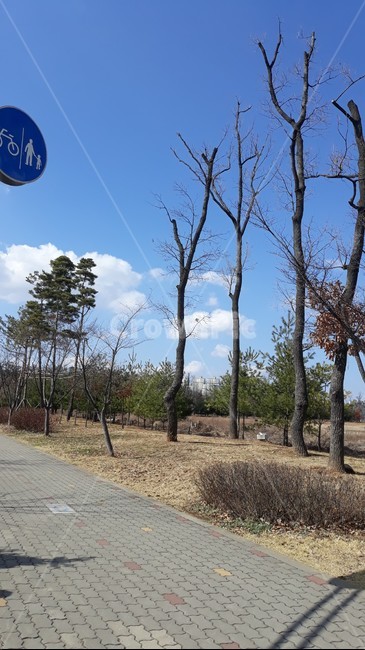 바닥,tree,나무,배경,자연