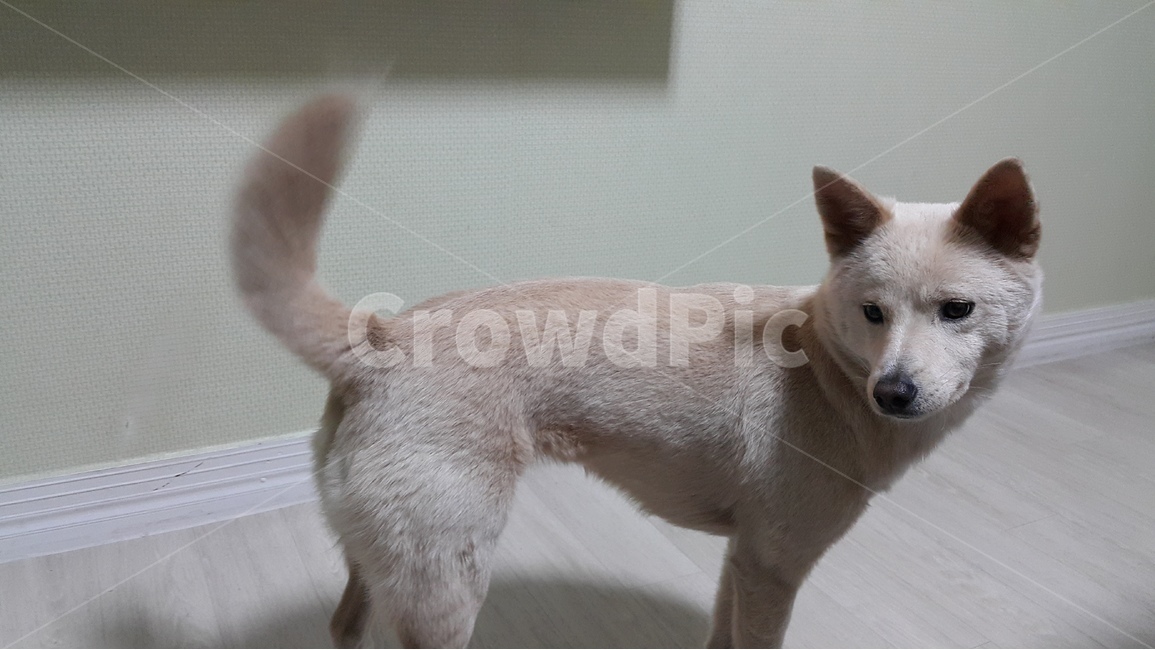 애완견,강아지,dog,petdog,진도개,pet,jindodog,koeradog,한국개,펫독,동물,animal,포유류,mammal,개,강아지,dog,doggy