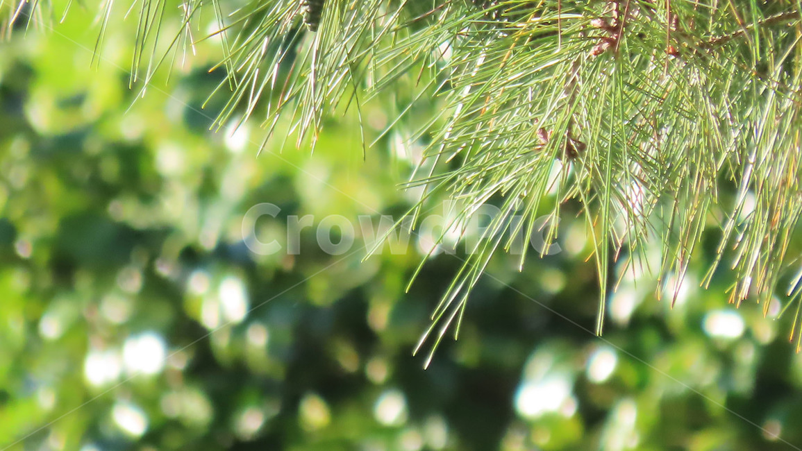 솔,솔잎,소나무,초록색,자연,햇빛,green,식물,nature,wood,tree,침엽수,숲,forest,plant,식물,자연,plants,nature