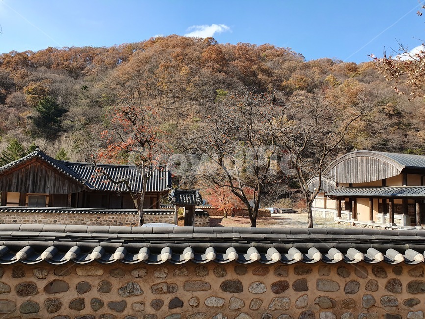 가을,가을배경,감나무,담장,자연,한국전통,한국문화,korean traditional,korean culture
