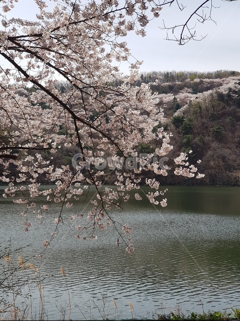 봄,벚꽃,꽃,봄풍경,강