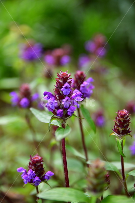 꽃,야생화,봄,여름,자연,수목원,식물,자연,plants,nature,꽃,flower