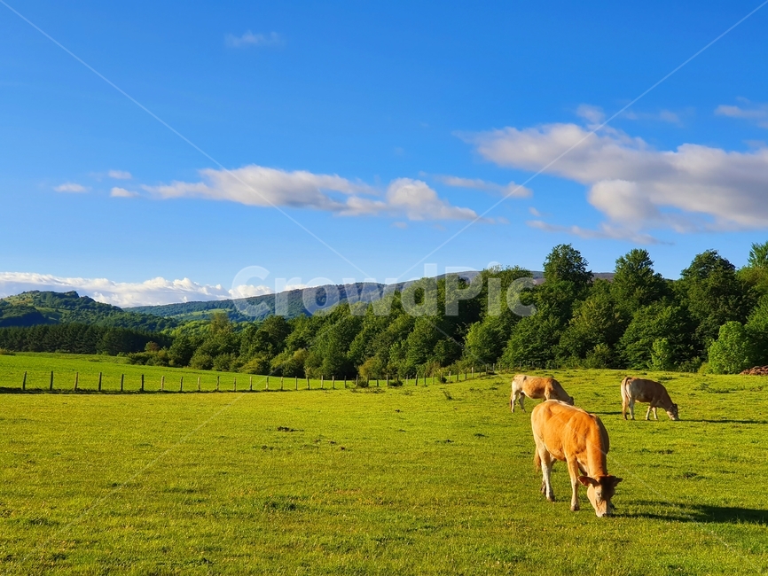 까미노,산티아고,순례자의길,풍경,동물,소,목초지,방목,초원,camino,santiago,caminodesantiago,pilgrim,landscape,animal,cow,grassland,grazing