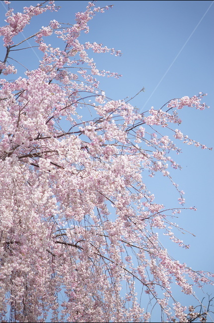 수양벚꽃,봄,핑크,맑음,풍경,봄,계절,spring,season,식물,자연,plants,nature,꽃,flower,plant,blossom,cherry blossom,벚꽃
