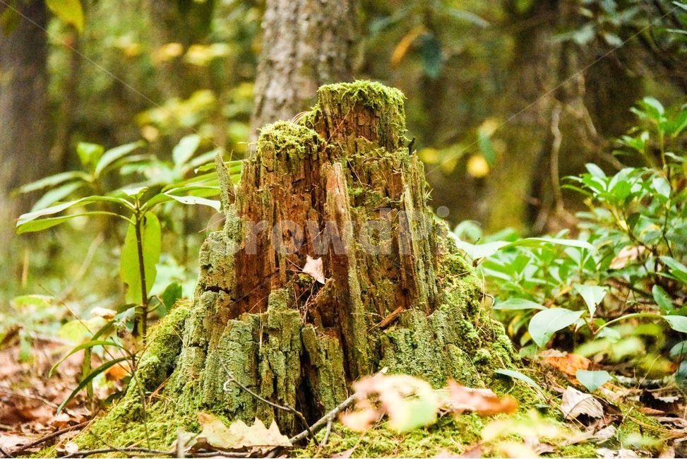 나무,나무밑둥,밑둥,자연,tree,stump,나무,trees,wood