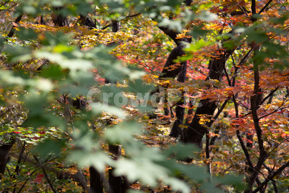 가을,단풍,단풍잎,나뭇잎,주황,빨간,산,자연,풍경,감성,가을,계절,fall,autumn,season,식물,자연,plants,nature,plant,leaf,잎,tree,나무