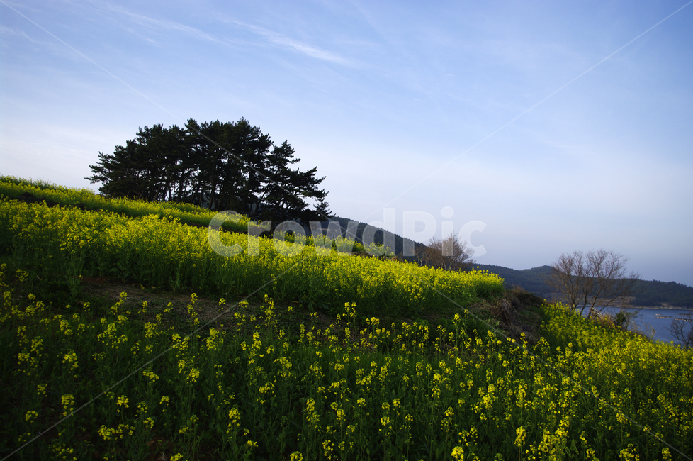 유채꽃,꽃밭,꽃,flower,계절,봄,spring,하늘,구름,풍경,봄,계절,spring,season,자연,풍경,nature,landscape,outdoors,옥외,grassland,목초지,field,들,farm,농장,rural,농촌,meadow