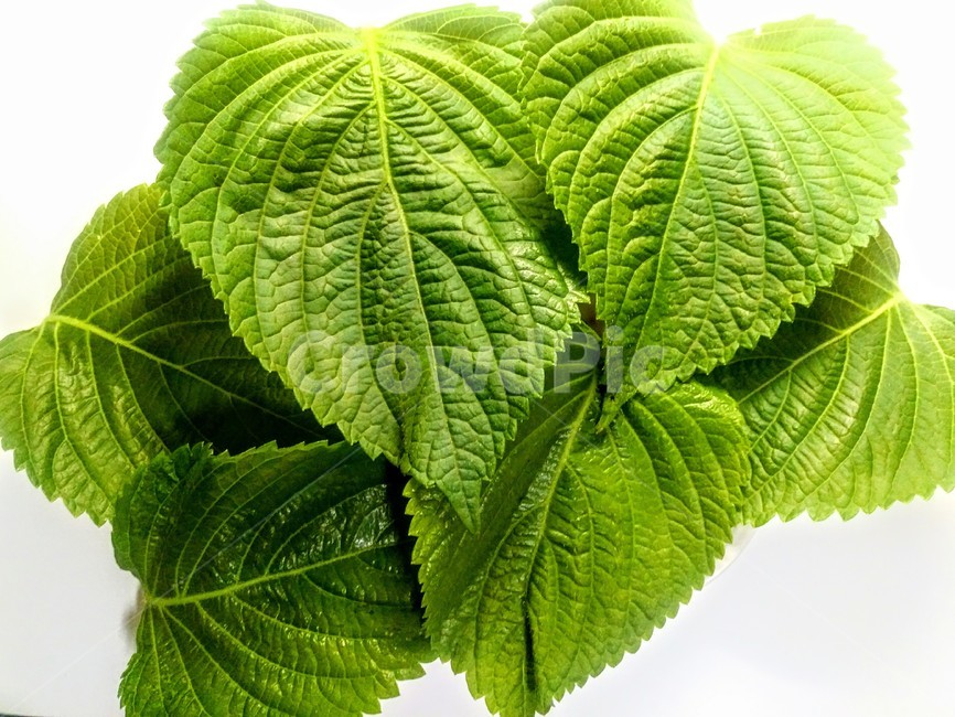 깻잎,쌈,채소,건강,영양,식재료,음식,식재료,요리,food,cook,meal,dishes,food reserves,채소,야채,vegetables