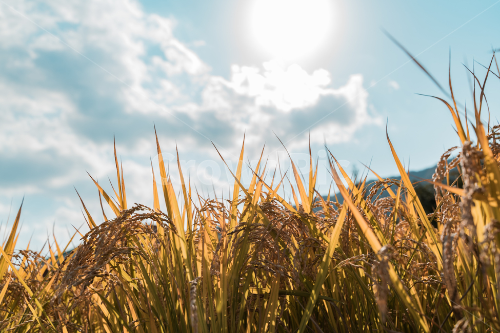가을,벼,수확,농촌,농업,감성,풍경,자연,산업,industry,industrial,농업,농사,agriculture,farming,farming industry