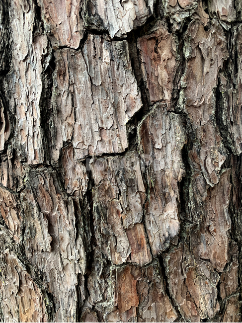 plant,식물,tree,나무,treetrunk,나무줄기,소나무,pine,재질,material,thebarkofatree,질감,texture