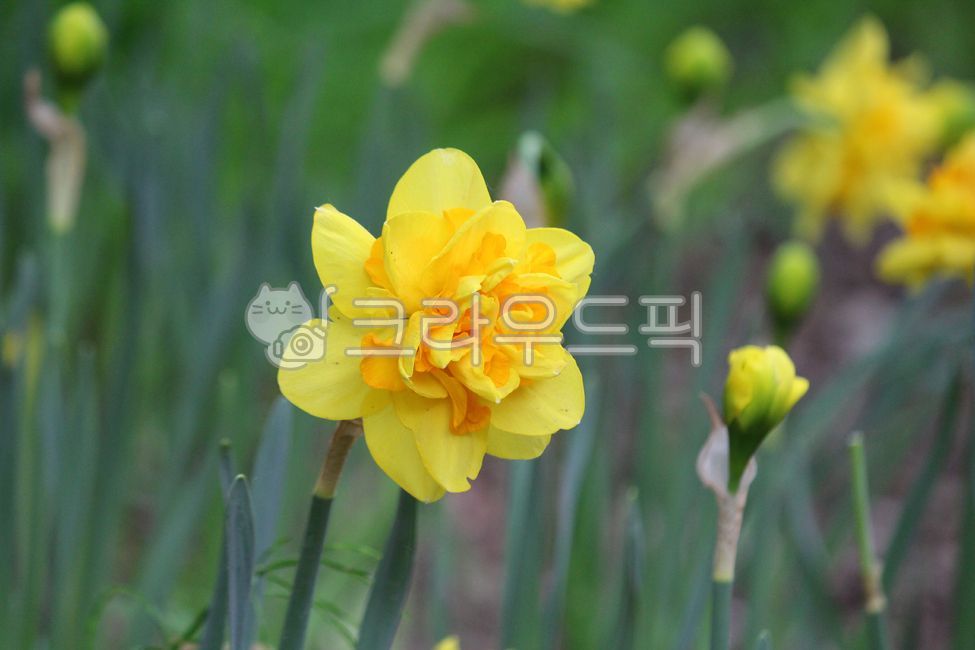 식물, 꽃, plant, flower, 겹수선화, 사진,이미지,일러스트,캘리그라피 - benjamin작가