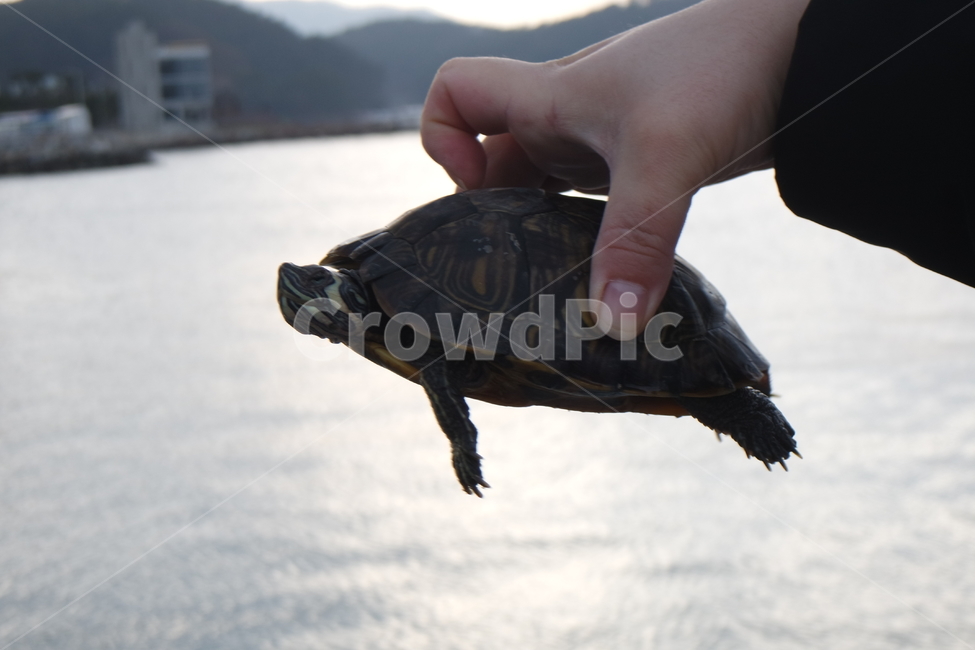거북이,민물거북이,옐로우벨리터,tortoise,turtle,남생이,동물,animal,파충류,양서류,reptile,amphibian