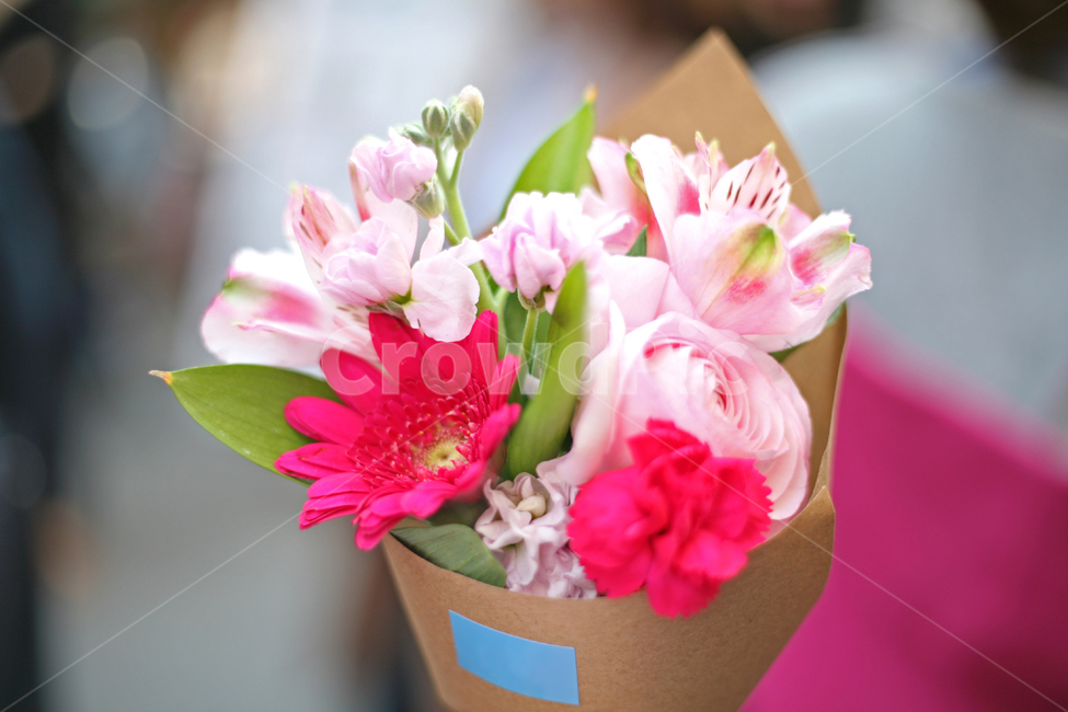 꽃다발,작은꽃다발,국화꽃다발,장미꽃다발,백합꽃다발,장미,나리꽃,릴리,국화,봄,봄꽃,아웃포커싱,봄날,spring,공원,plants,nature,flower,식물,자연,plants,nature,꽃,flower