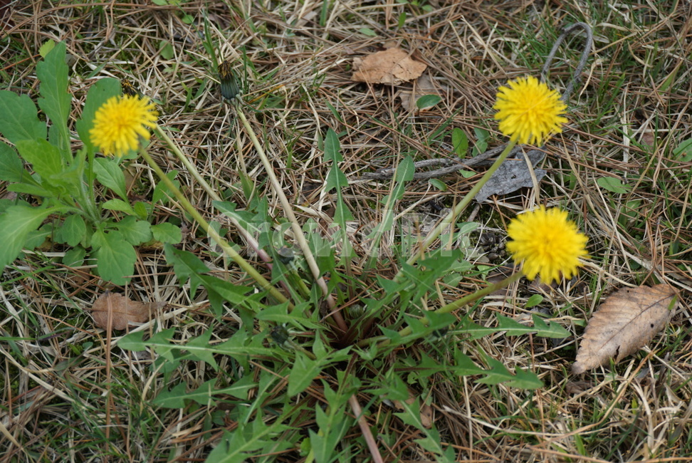 민들레,노란,plant,blossom,꽃,flower,dandelion,봄,여름,풀,식물