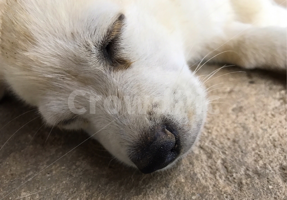 강아지,개,바닥,잠,낮잠,여름,눈,코,수염,낮,시골,동물,animal,포유류,mammal,개,강아지,dog,doggy