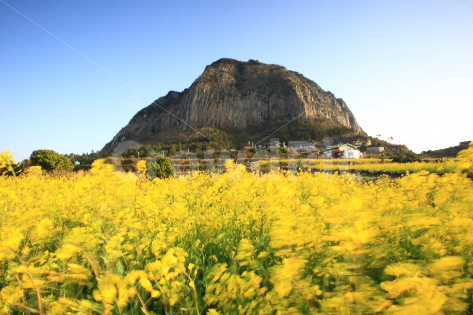 제주,산방산,유채꽃,장노출,제주봄,식물,산,풍경,자연,풍경,nature,landscape,한국자연풍경,한국자연경관,korea nature landscape,제주도,jeju,jeju island,식물,plants,꽃,flower,outdoors,옥외,grassland,목초지,field,들