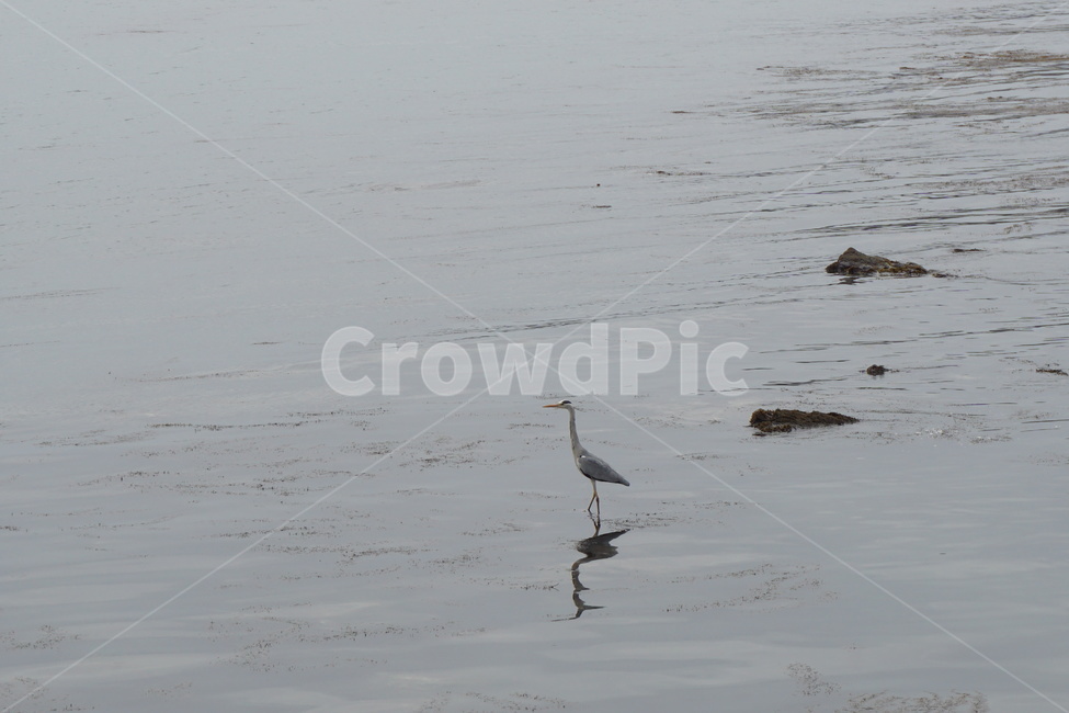 바다,왜가리,회색,고요,잔잔함,기장연화리,물빛,동물,animal,조류,새,birds