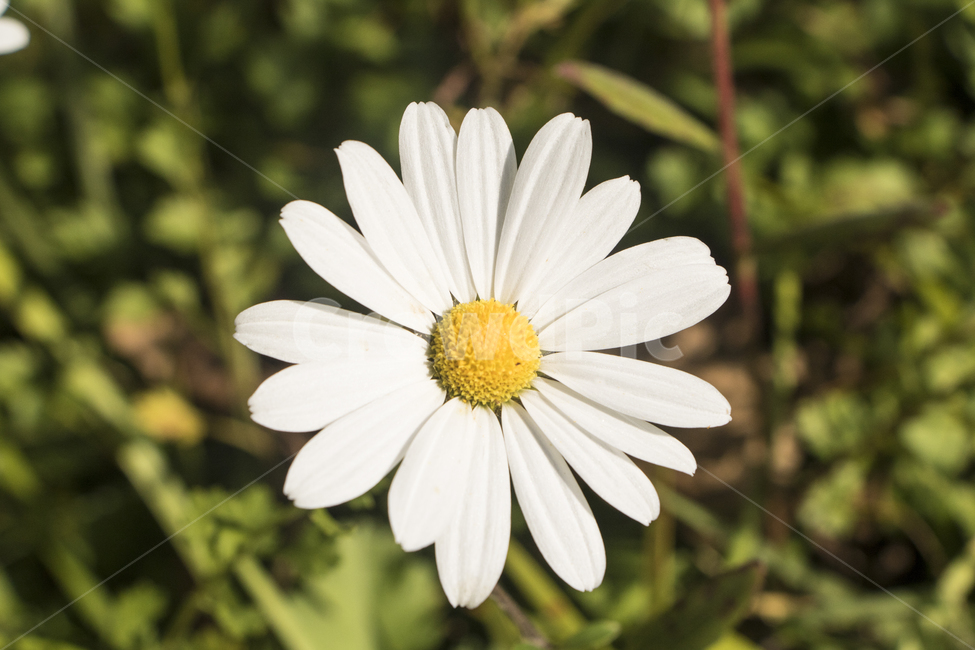 국화,꽃,식물,흰꽃,꽃잎,배경,백그라운드,다울,식물,자연,plants,nature,꽃,flower
